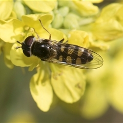 Melangyna viridiceps (Hover fly) at Latham, ACT - 23 Oct 2024 by AlisonMilton