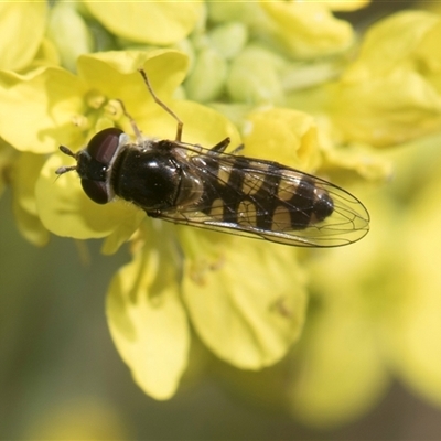 Melangyna viridiceps (Hover fly) at Latham, ACT - 23 Oct 2024 by AlisonMilton