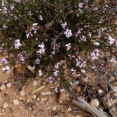 Unverified Other Shrub at Higginsville, WA - 15 Sep 2024 by Paul4K