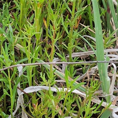 Haloragis heterophylla (Variable Raspwort) at Weetangera, ACT - 22 Oct 2024 by sangio7