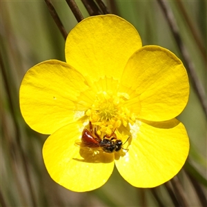 Exoneura sp. (genus) at Gundary, NSW - suppressed