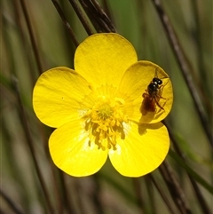 Exoneura sp. (genus) at Gundary, NSW - suppressed