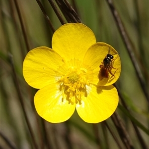 Exoneura sp. (genus) at Gundary, NSW - suppressed