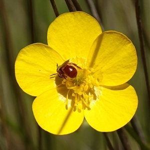 Exoneura sp. (genus) at Gundary, NSW - suppressed