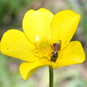 Exoneura sp. (genus) at Gundary, NSW - suppressed