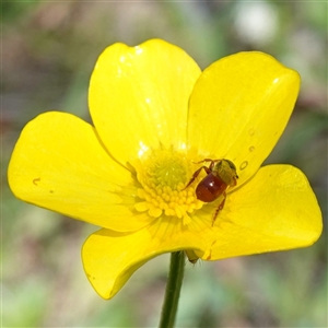 Exoneura sp. (genus) at Gundary, NSW - suppressed