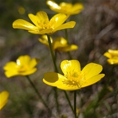 Ranunculus lappaceus (Australian Buttercup) at Gundary, NSW - 20 Oct 2024 by RobG1