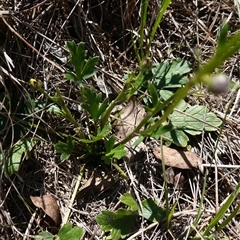 Ranunculus lappaceus at Gundary, NSW - 20 Oct 2024