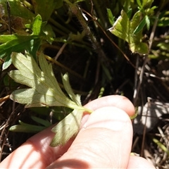 Ranunculus lappaceus at Gundary, NSW - 20 Oct 2024