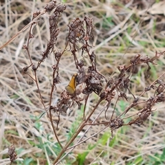 Philobota undescribed species near arabella (A concealer moth) at Symonston, ACT - 19 Oct 2024 by Mike