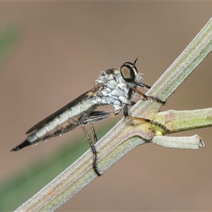 Cerdistus sp. (genus) at Macgregor, ACT - 24 Oct 2024