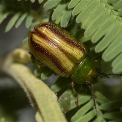 Calomela juncta (Leaf beetle) at Macgregor, ACT - 24 Oct 2024 by AlisonMilton