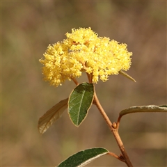 Pomaderris intermedia (Golden Pomaderris) at Acton, ACT - 14 Sep 2024 by ConBoekel