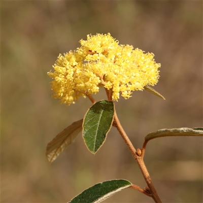 Pomaderris intermedia (Golden Pomaderris) at Acton, ACT - 14 Sep 2024 by ConBoekel