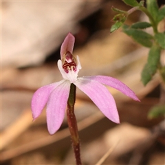 Caladenia fuscata (Dusky Fingers) at Acton, ACT - 14 Sep 2024 by ConBoekel