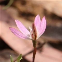 Caladenia fuscata at Acton, ACT - 14 Sep 2024