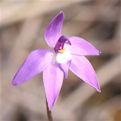 Glossodia major (Wax Lip Orchid) at Acton, ACT - 14 Sep 2024 by ConBoekel