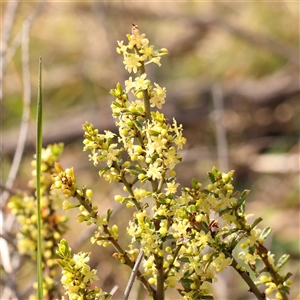 Phyllanthus occidentalis at O'Connor, ACT - 14 Sep 2024