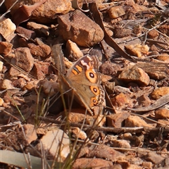 Junonia villida (Meadow Argus) at O'Connor, ACT - 14 Sep 2024 by ConBoekel