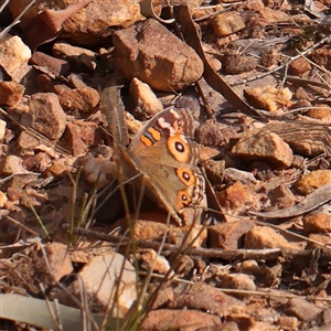 Junonia villida at O'Connor, ACT - 14 Sep 2024