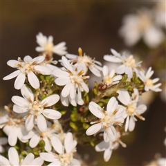 Olearia microphylla (Olearia) at O'Connor, ACT - 14 Sep 2024 by ConBoekel