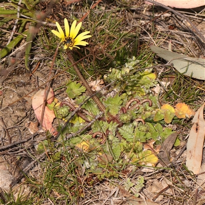 Arctotheca calendula (Capeweed, Cape Dandelion) at O'Connor, ACT - 14 Sep 2024 by ConBoekel