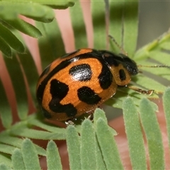 Peltoschema oceanica (Oceanica leaf beetle) at Macgregor, ACT - 23 Oct 2024 by AlisonMilton