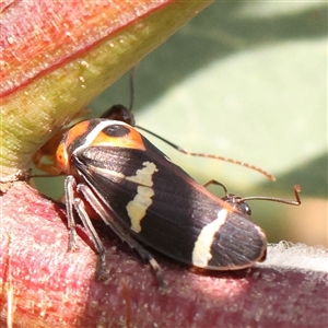 Eurymeloides pulchra at O'Connor, ACT - 14 Sep 2024 10:44 AM