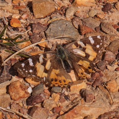 Vanessa kershawi (Australian Painted Lady) at O'Connor, ACT - 14 Sep 2024 by ConBoekel