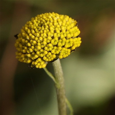 Craspedia variabilis (Common Billy Buttons) at Bruce, ACT - 14 Sep 2024 by ConBoekel