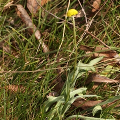 Craspedia variabilis at Bruce, ACT - suppressed