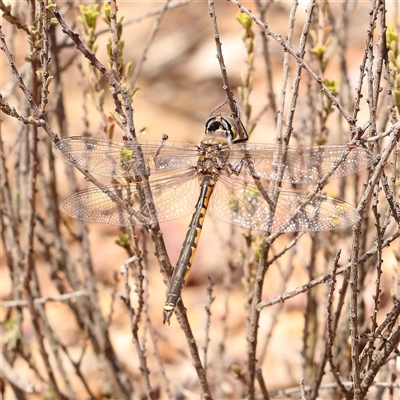 Hemicordulia tau (Tau Emerald) at Acton, ACT - 14 Sep 2024 by ConBoekel