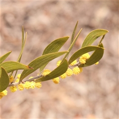 Acacia lanigera var. lanigera (Woolly Wattle, Hairy Wattle) at Acton, ACT - 14 Sep 2024 by ConBoekel