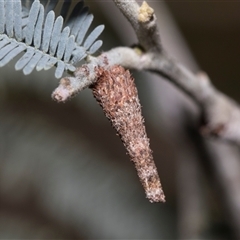 Conoeca or Lepidoscia (genera) IMMATURE (Unidentified Cone Case Moth larva, pupa, or case) at Macgregor, ACT - 23 Oct 2024 by AlisonMilton