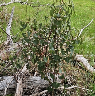 Brachychiton populneus subsp. populneus (Kurrajong) at Weetangera, ACT - 23 Oct 2024 by sangio7