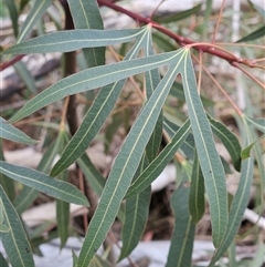 Brachychiton populneus subsp. populneus at Weetangera, ACT - 23 Oct 2024