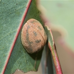 Paropsis atomaria (Eucalyptus leaf beetle) at Latham, ACT - 24 Oct 2024 by AlisonMilton