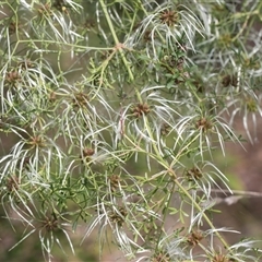 Clematis leptophylla (Small-leaf Clematis, Old Man's Beard) at Macgregor, ACT - 23 Oct 2024 by AlisonMilton