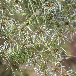 Clematis leptophylla at Macgregor, ACT - 24 Oct 2024