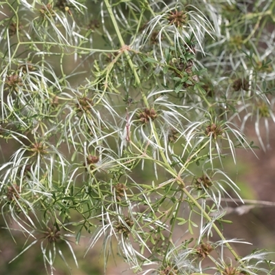 Clematis leptophylla (Small-leaf Clematis, Old Man's Beard) at Macgregor, ACT - 24 Oct 2024 by AlisonMilton