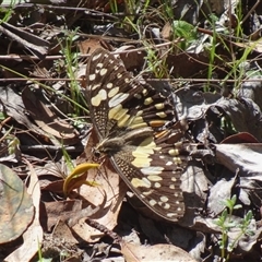 Papilio demoleus (Chequered Swallowtail) at Paddys River, ACT - 23 Oct 2024 by Numbat