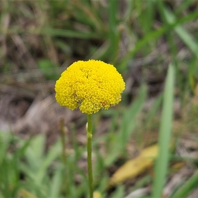 Craspedia variabilis (Common Billy Buttons) at Weetangera, ACT - 23 Oct 2024 by sangio7