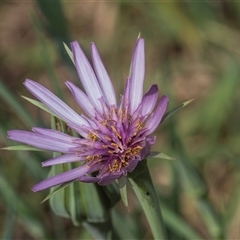 Tragopogon porrifolius subsp. porrifolius (Salsify, Oyster Plant) at Macgregor, ACT - 23 Oct 2024 by AlisonMilton