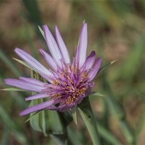 Tragopogon porrifolius subsp. porrifolius at Macgregor, ACT - 24 Oct 2024