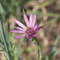 Tragopogon porrifolius subsp. porrifolius at Macgregor, ACT - 24 Oct 2024