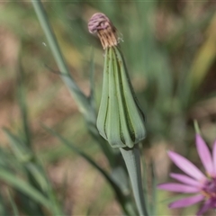 Tragopogon porrifolius subsp. porrifolius at Macgregor, ACT - 24 Oct 2024