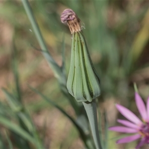 Tragopogon porrifolius subsp. porrifolius at Macgregor, ACT - 24 Oct 2024