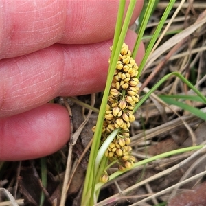 Lomandra filiformis subsp. filiformis at Weetangera, ACT - 23 Oct 2024