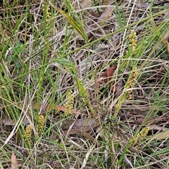 Lomandra filiformis subsp. filiformis at Weetangera, ACT - 23 Oct 2024 12:09 PM