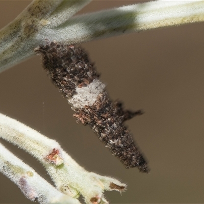 Conoeca or Lepidoscia (genera) IMMATURE (Unidentified Cone Case Moth larva, pupa, or case) at Macgregor, ACT - 24 Oct 2024 by AlisonMilton